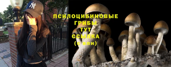 индика Осинники